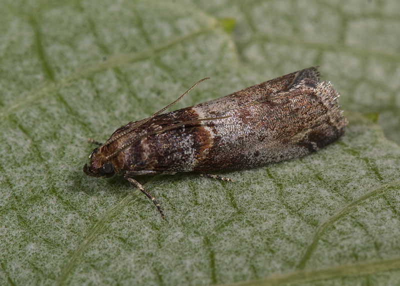 Pyralidae - Acrobasis advenella